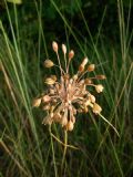 Allium longispathum